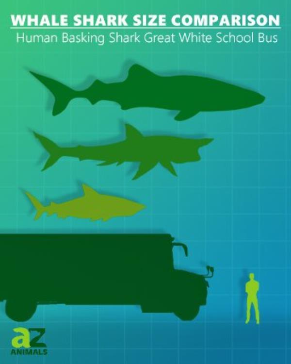 Whale Shark Size Comparison: whale shark, human, basking shark, great white shark, school bus