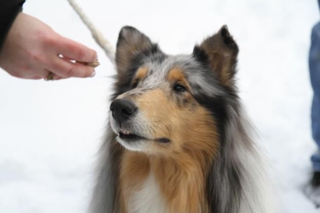 A brown, white and black collie dog looks at a treat in his owner's hand.