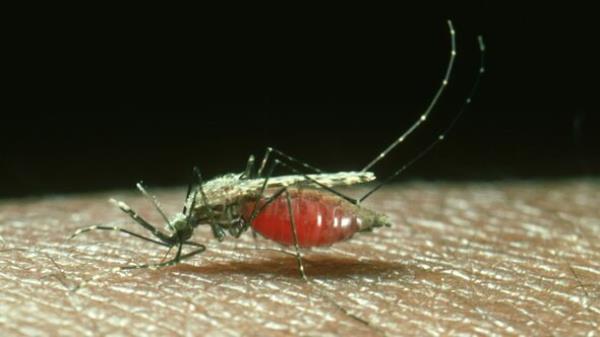 mosquito anopheles gambiae female feeding. vector of malar ia. africa