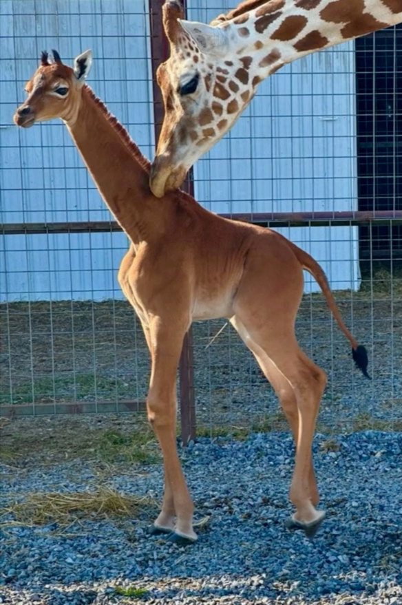 The rare, yet-unnamed spotless giraffe born at Bright’s Zoo, Tennessee, US.