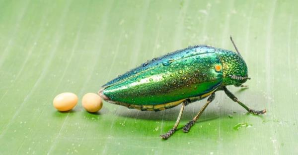 The Life Cycle of a Beetle - the egg