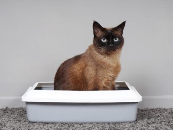 A The Best Cat Litter Boxes for Odor Co<em></em>ntrol for 2022