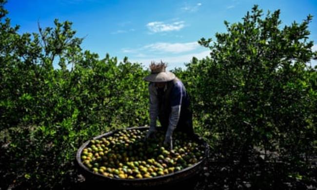 A worker collects oranges at an orchard in Arcadia, Florida, 14 March 2023.