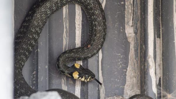A snake hiding in a hole in someone's ba<em></em>sement