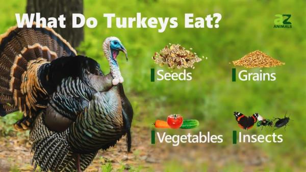 What do turkeys eat 